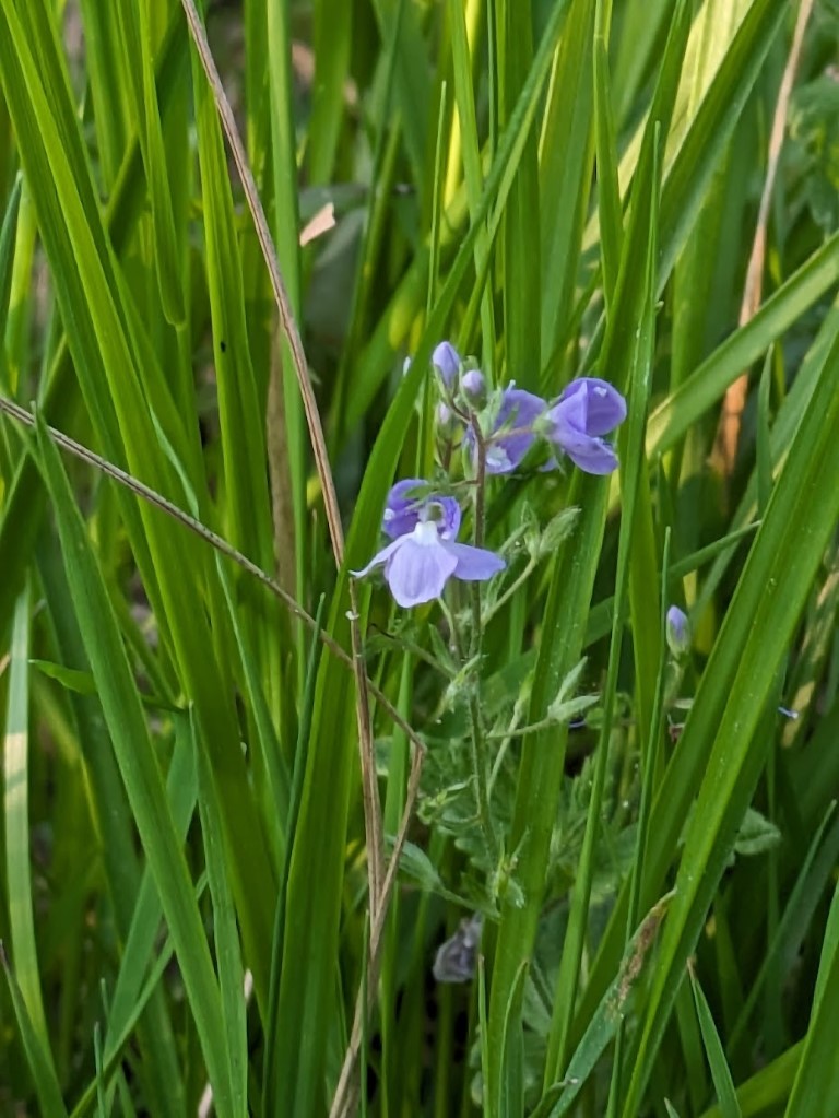 Blue Flower